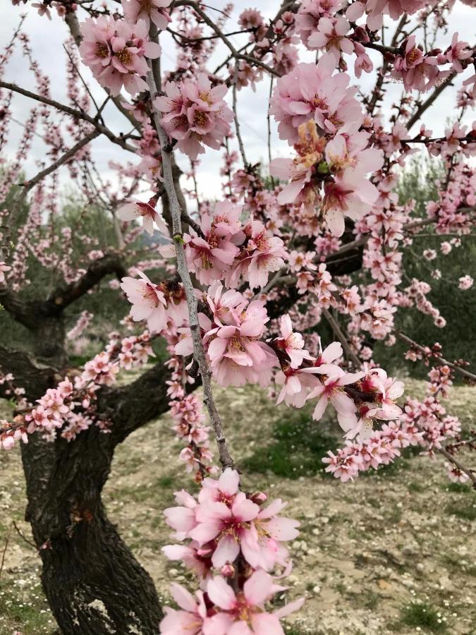Al-Qandil Konuk evi Margarida Dış mekan fotoğraf